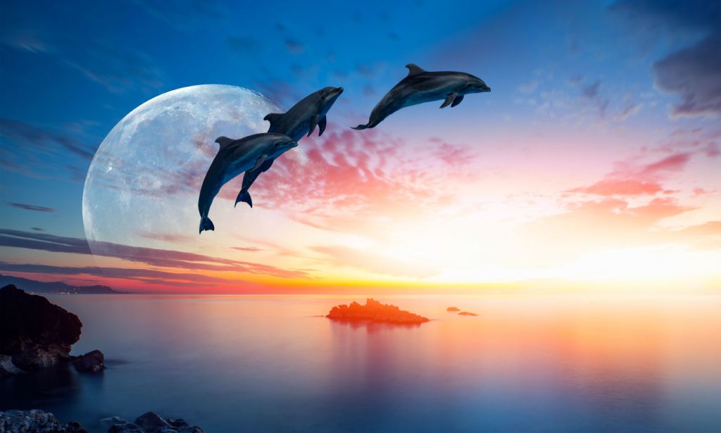 Delfiner om natten