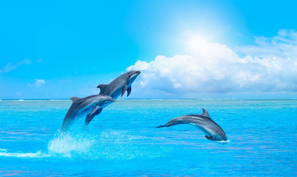 Delfiner i havet