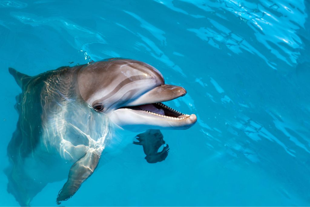 Vänlig delfin