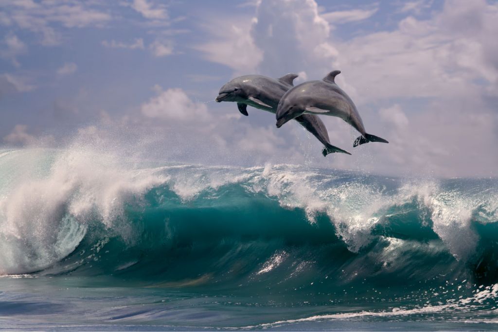 Delfiner och vågor