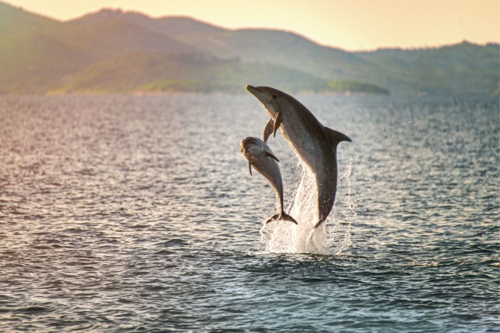 To springende delfiner