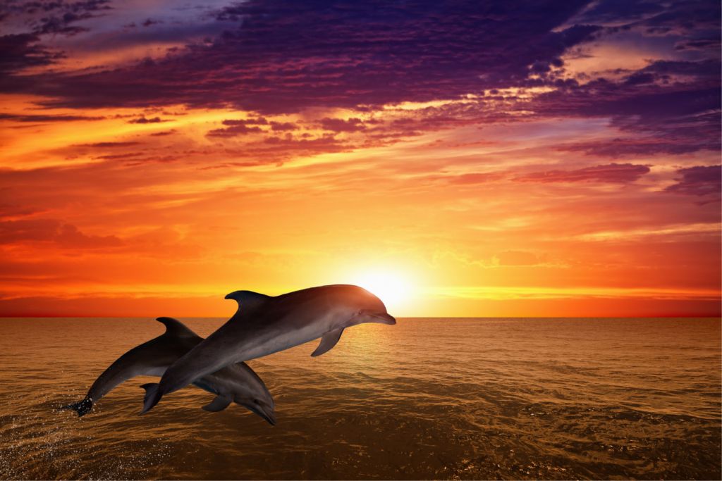 Delfiner i kvällssolen