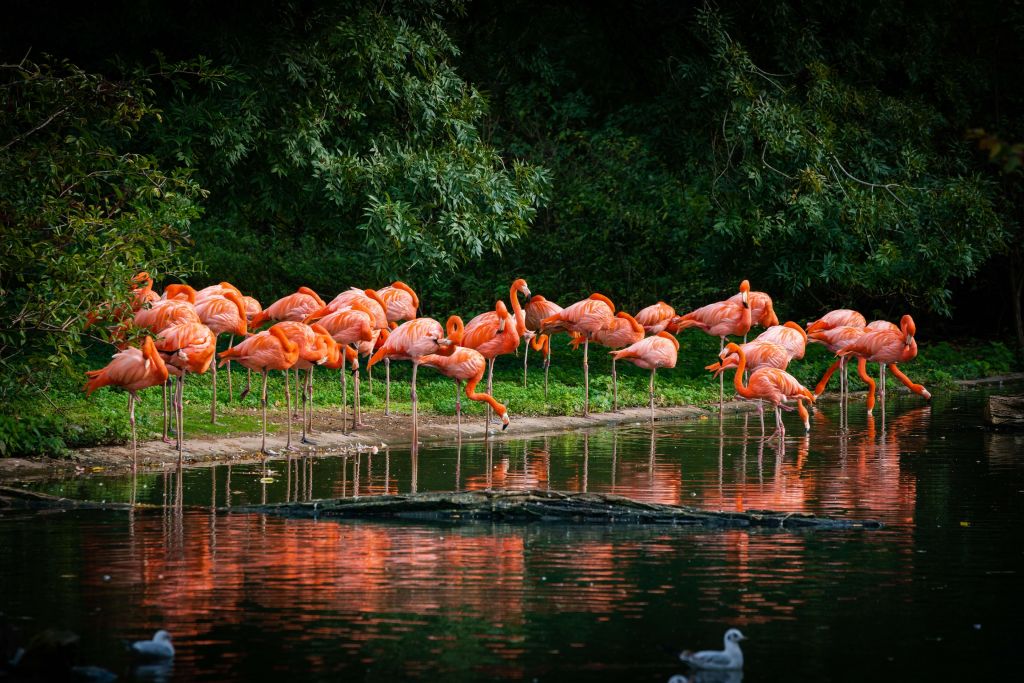 Flamingos på vattnet