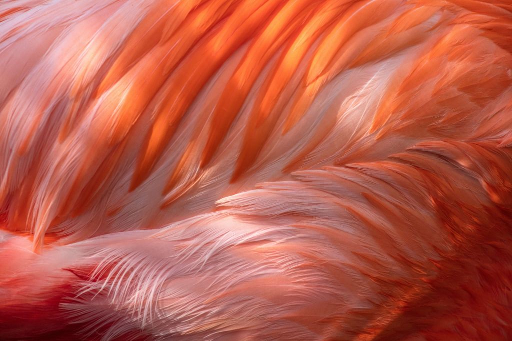Flamingo fjädrar