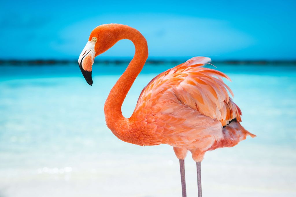 Tropiska flamingo