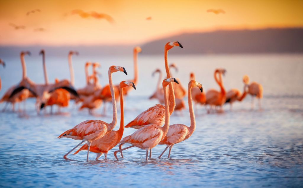 Stirande flamingos