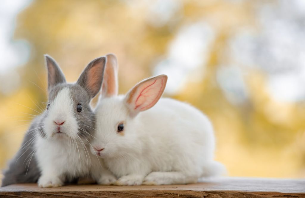 Närbild av kaniner