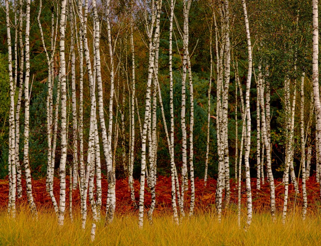 Björkträd i utkanten av skogen