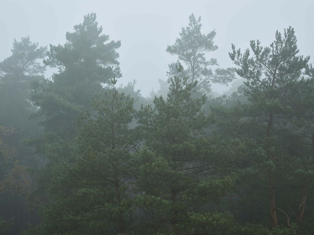 Barrträd i dimman