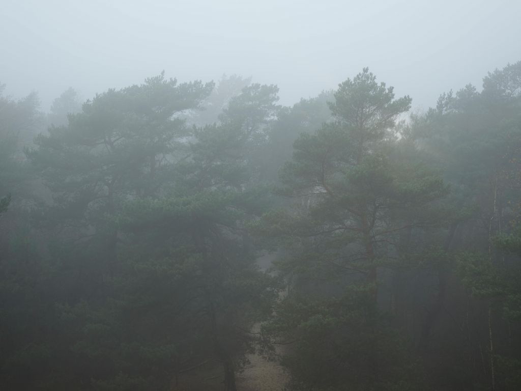 Stig genom dimmig skog