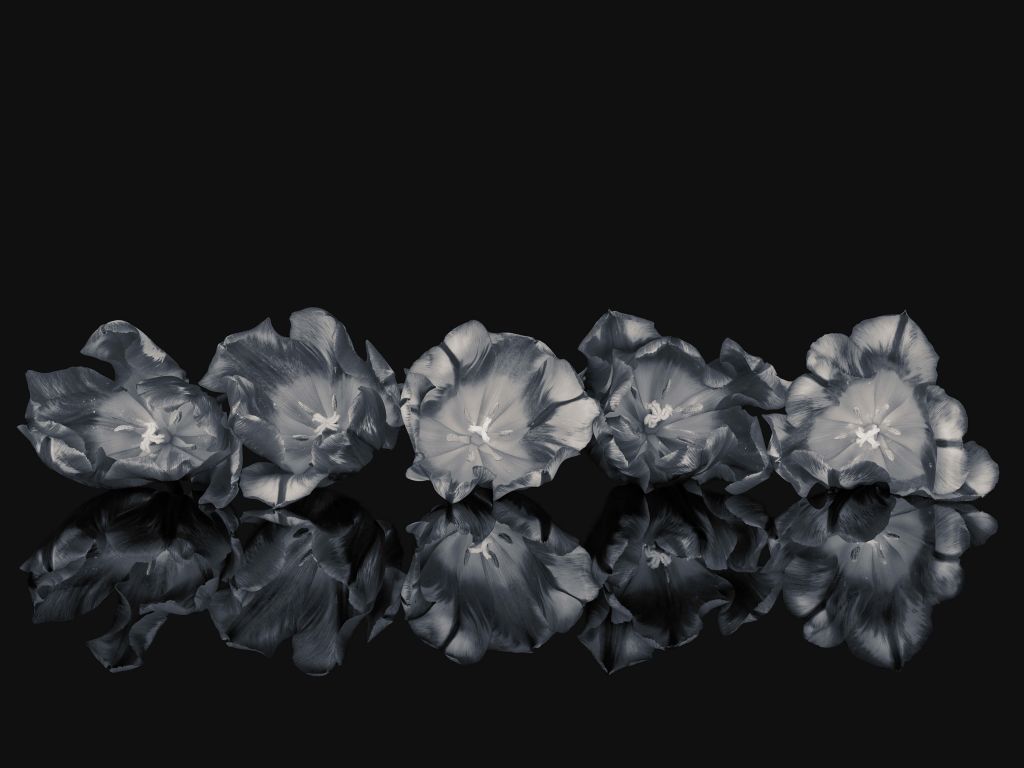 Blommor i svartvitt