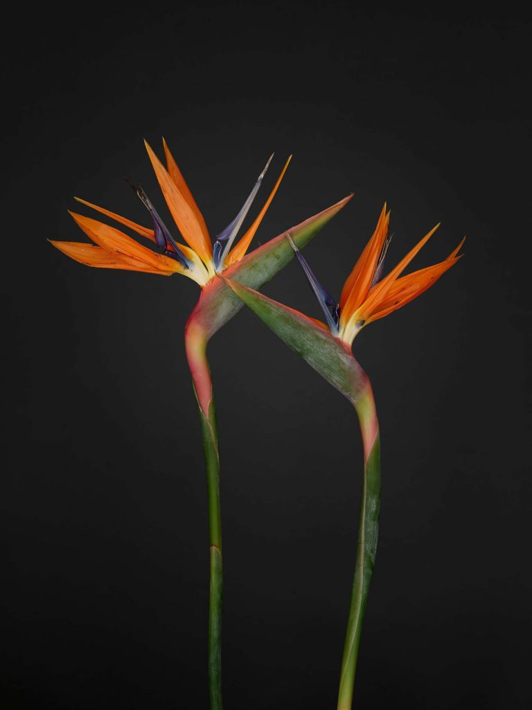 Orange paradisfågel blommor