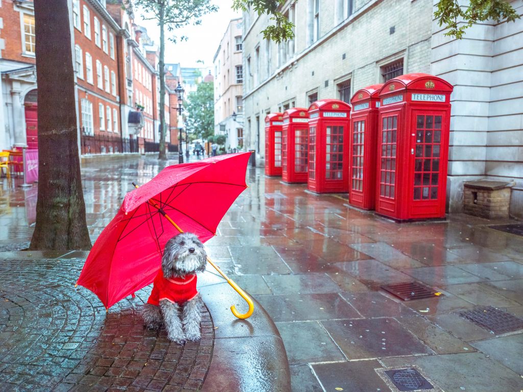 Hund med paraply