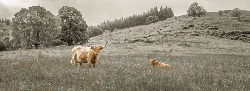 Skotsk highlander med kalv