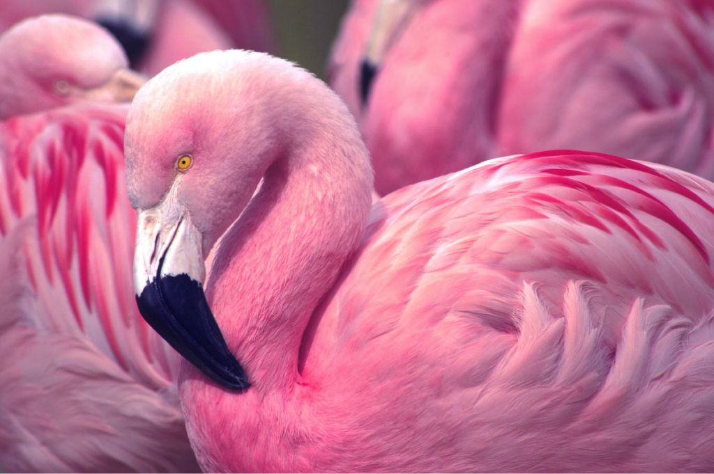 Närbild av flamingo