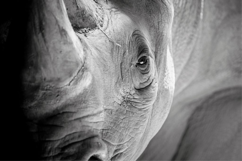 Närbild av noshörning