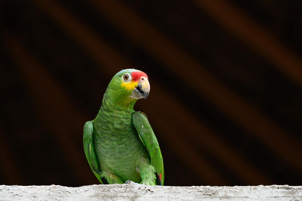 Nyfiken papegoja