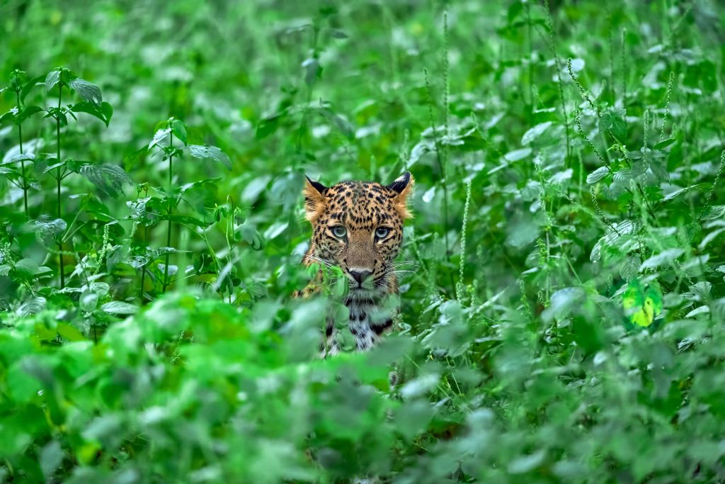 Leopard i skogen