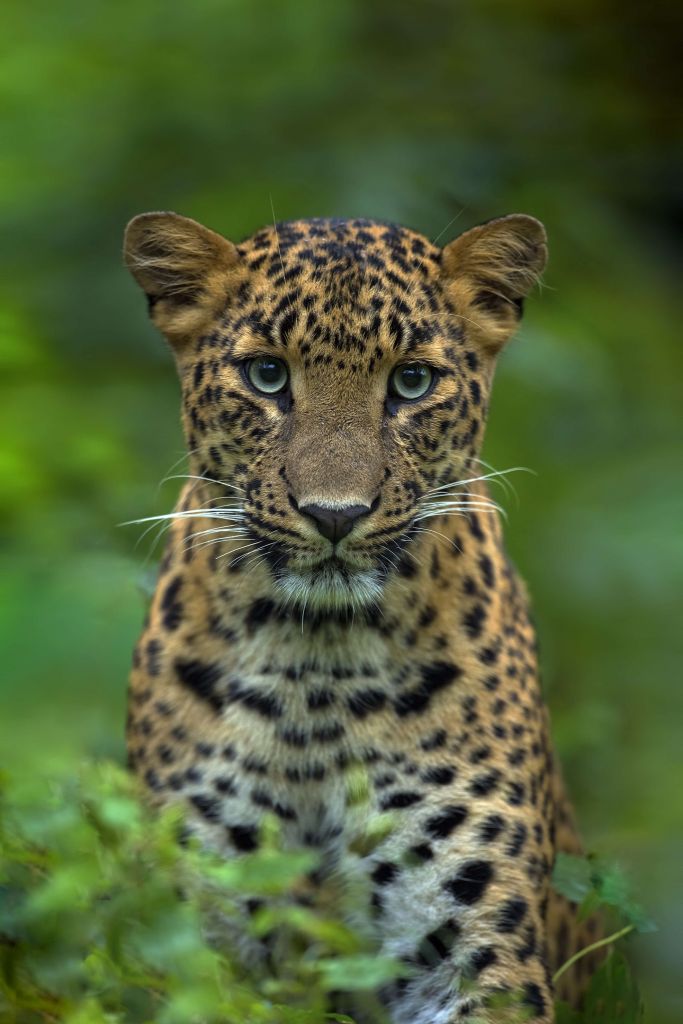 Fokuserad leopard