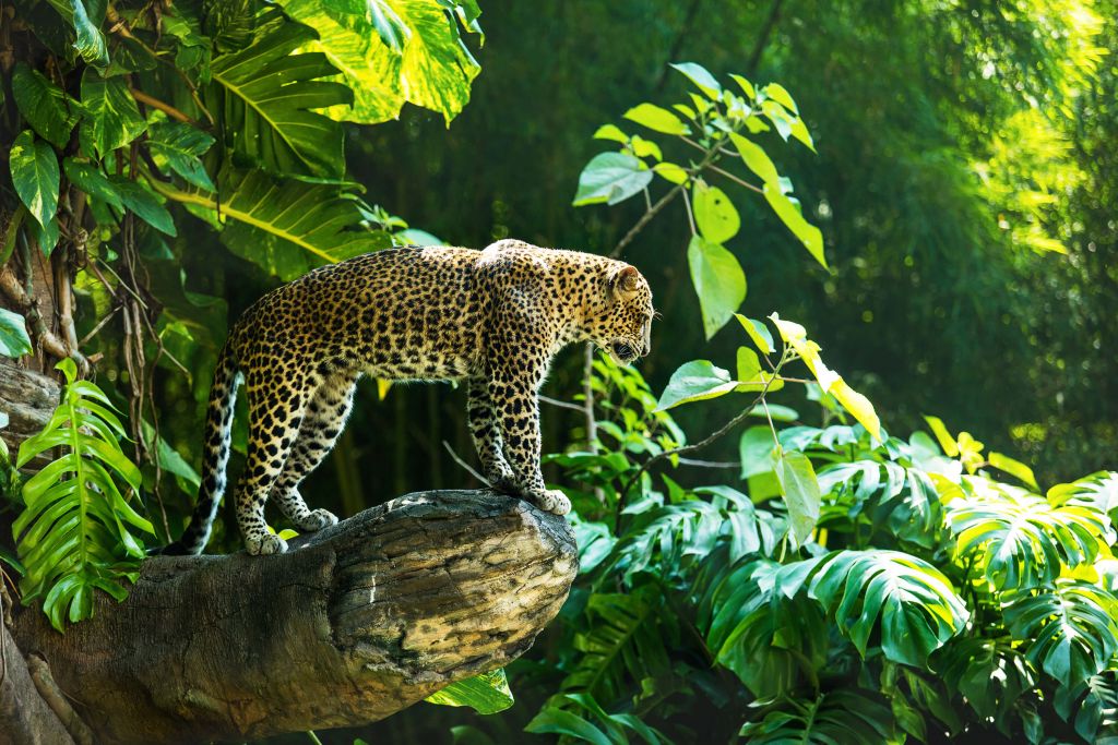 Leopard på en klippa
