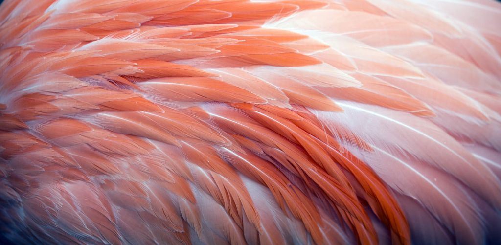 Närbild av flamingofjädrar