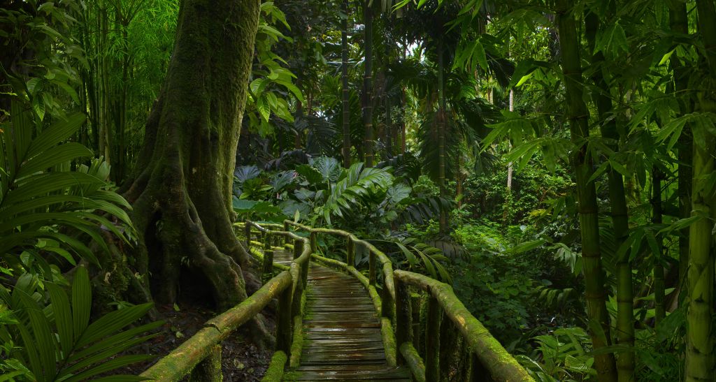 Smal bro i djungeln
