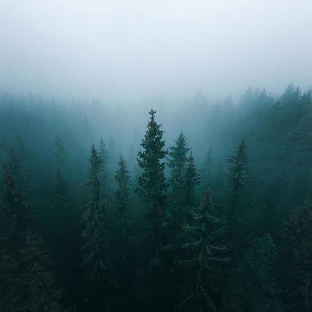 Höga träd i dimman