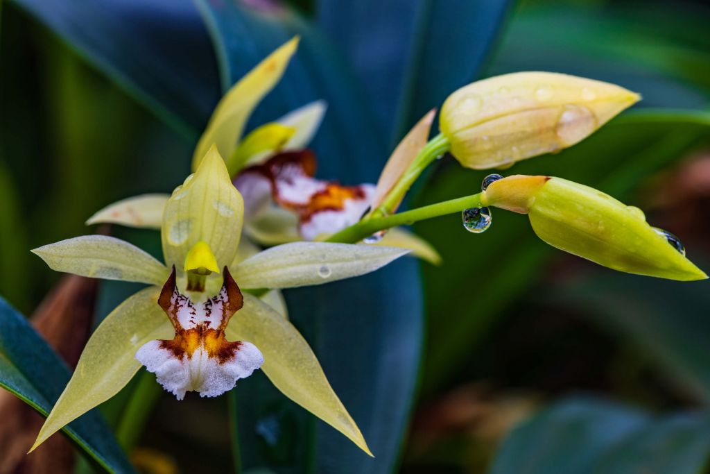 Vild gul orkidé