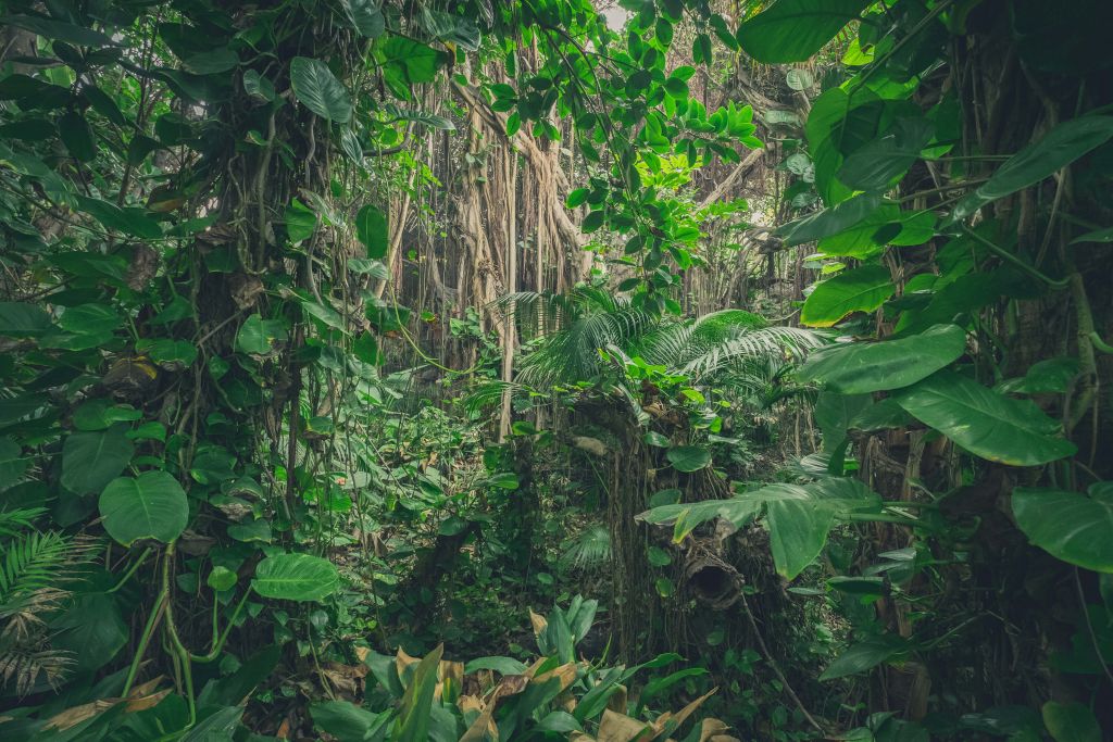 Grenar i regnskogen