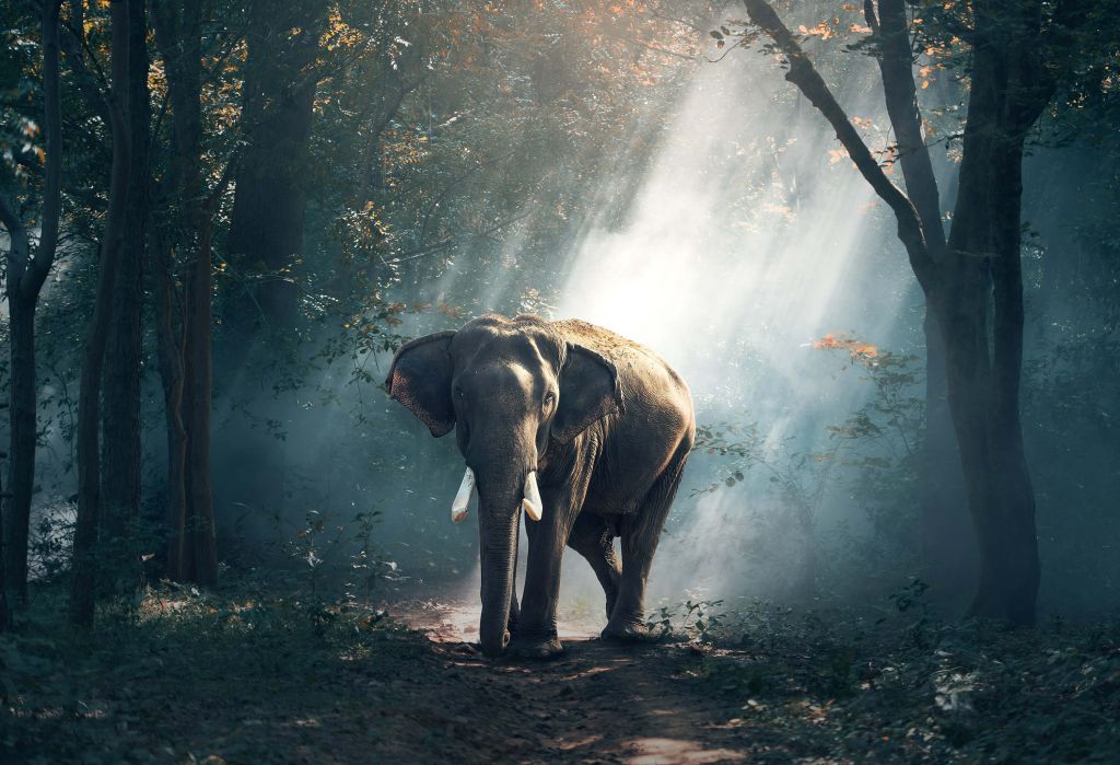 Elefant i en djungel