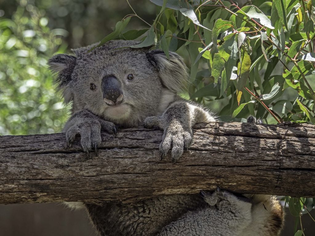 Söt koala
