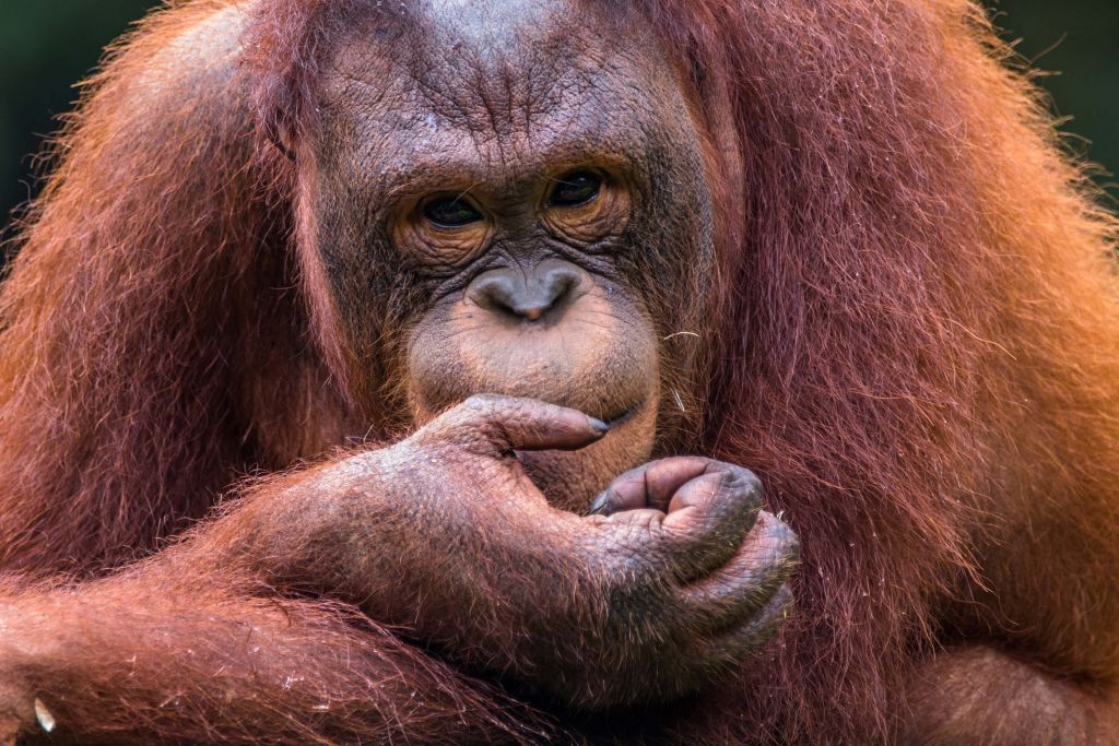 Borang orangutang