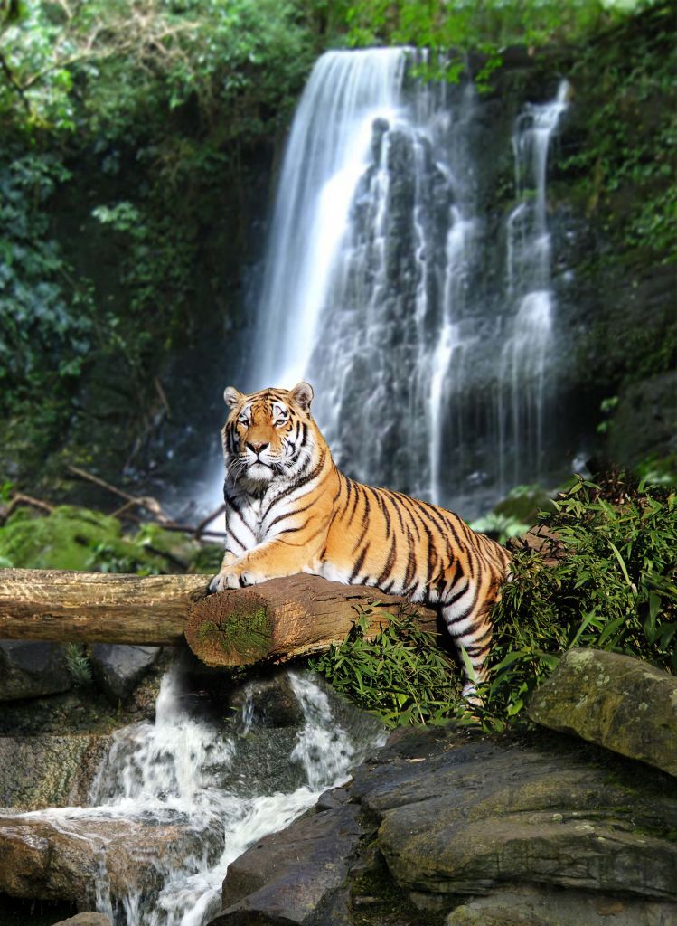 Tiger i djungeln