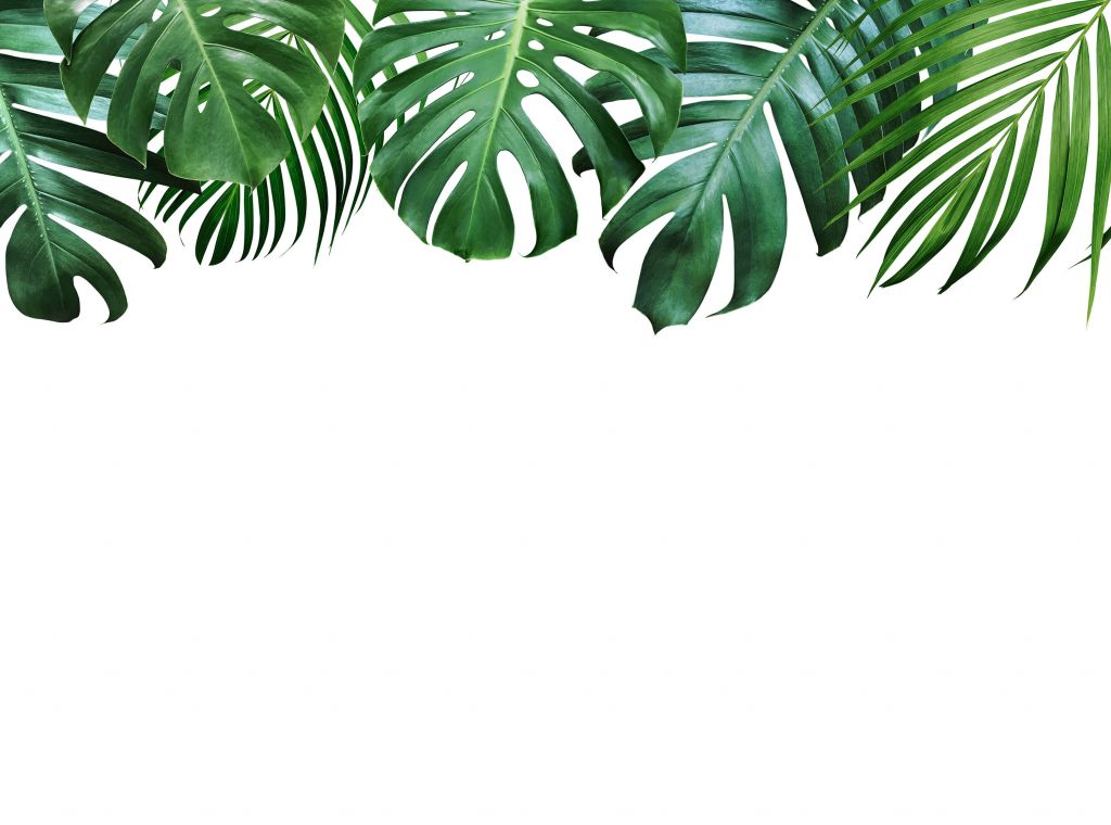 Tropiska växter