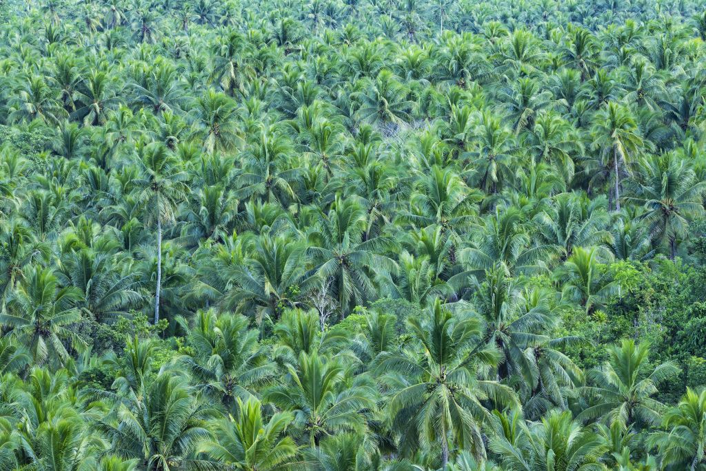 Flygfoto av palmskog