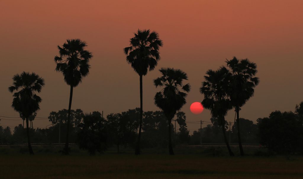 Solnedgången bakom palmen