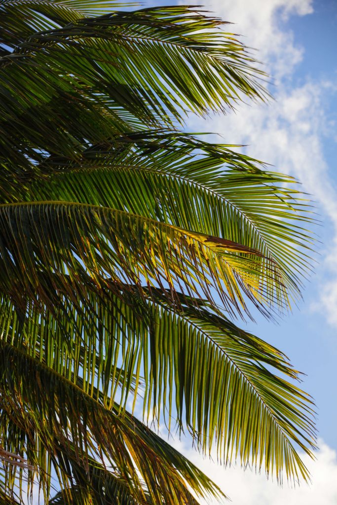 Närbild av palmblad