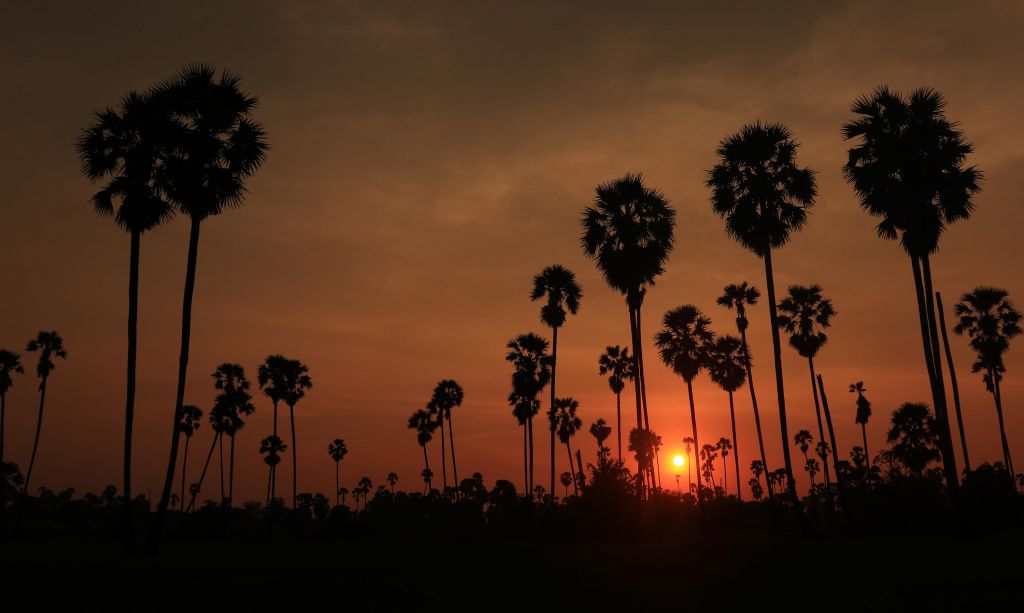 Solnedgång bakom kokospalmerna