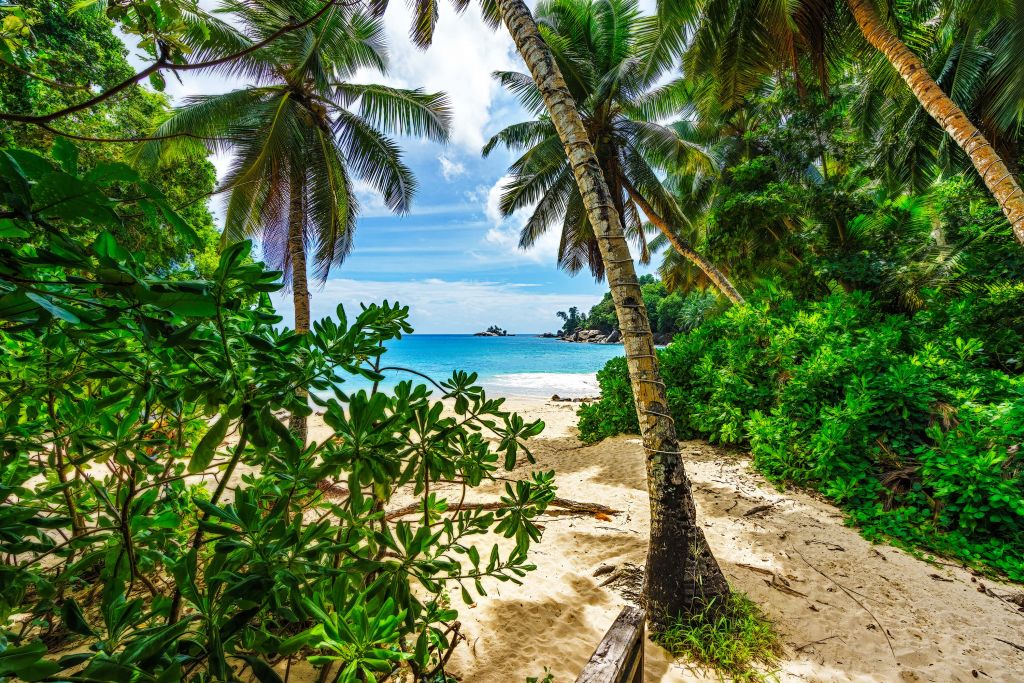 Stranden mellan palmerna