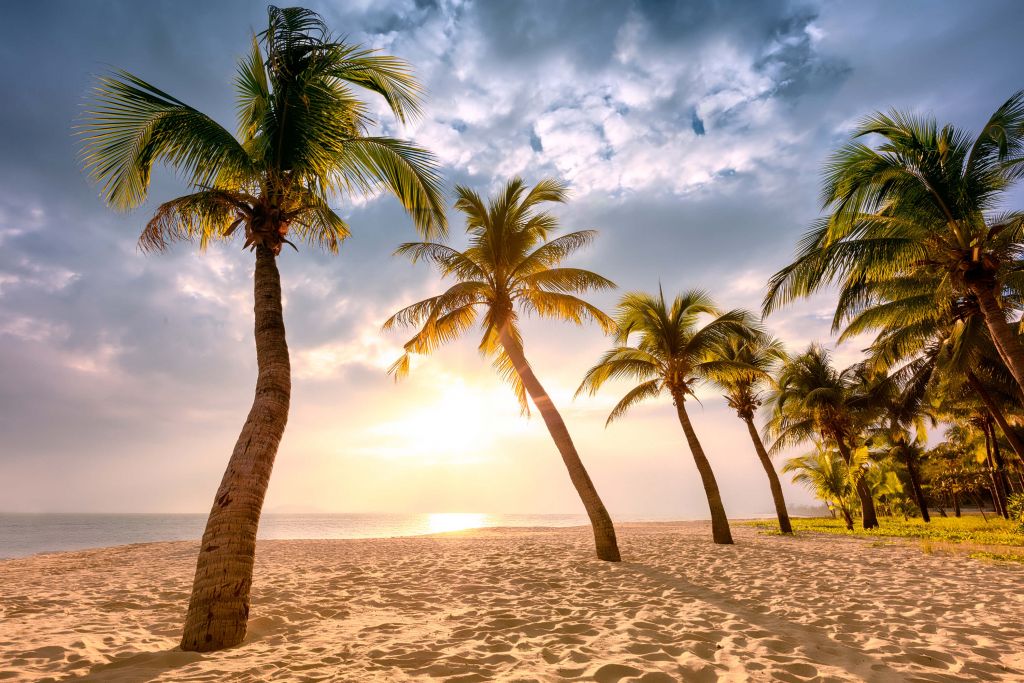 Kokospalmer mot solnedgången