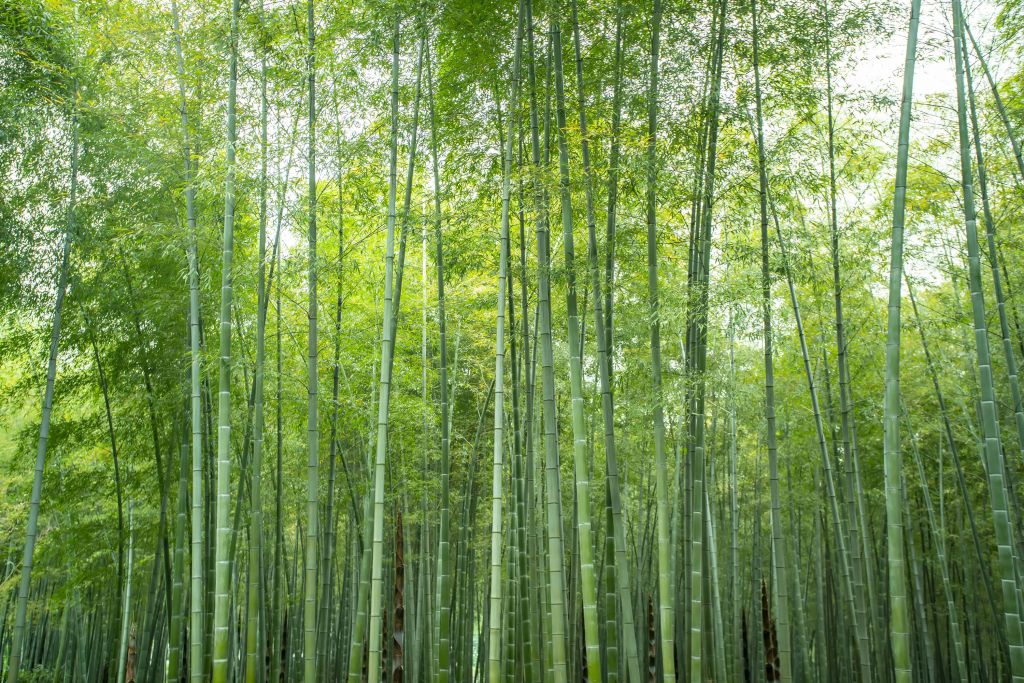 Grön bambuskog