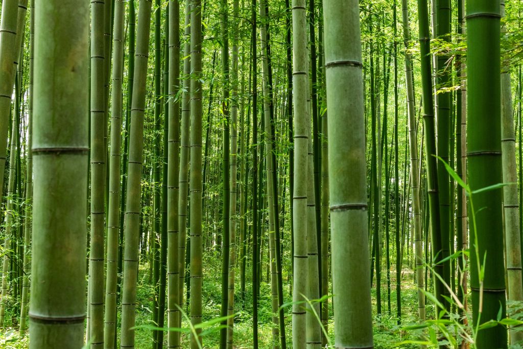 Mitt i bambuskogen