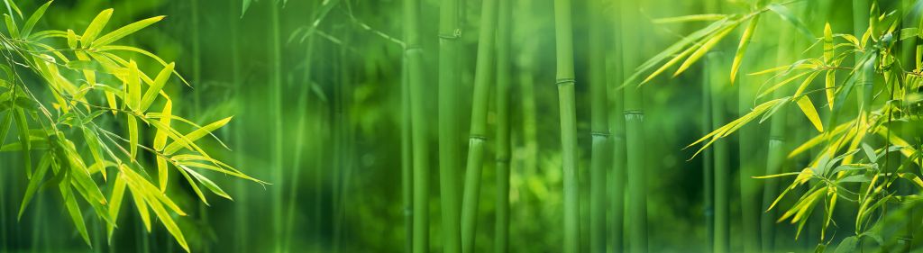 Bambu och blad