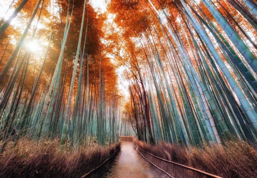 Höstens bambuskog