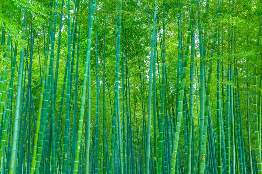 En grön bambuskog