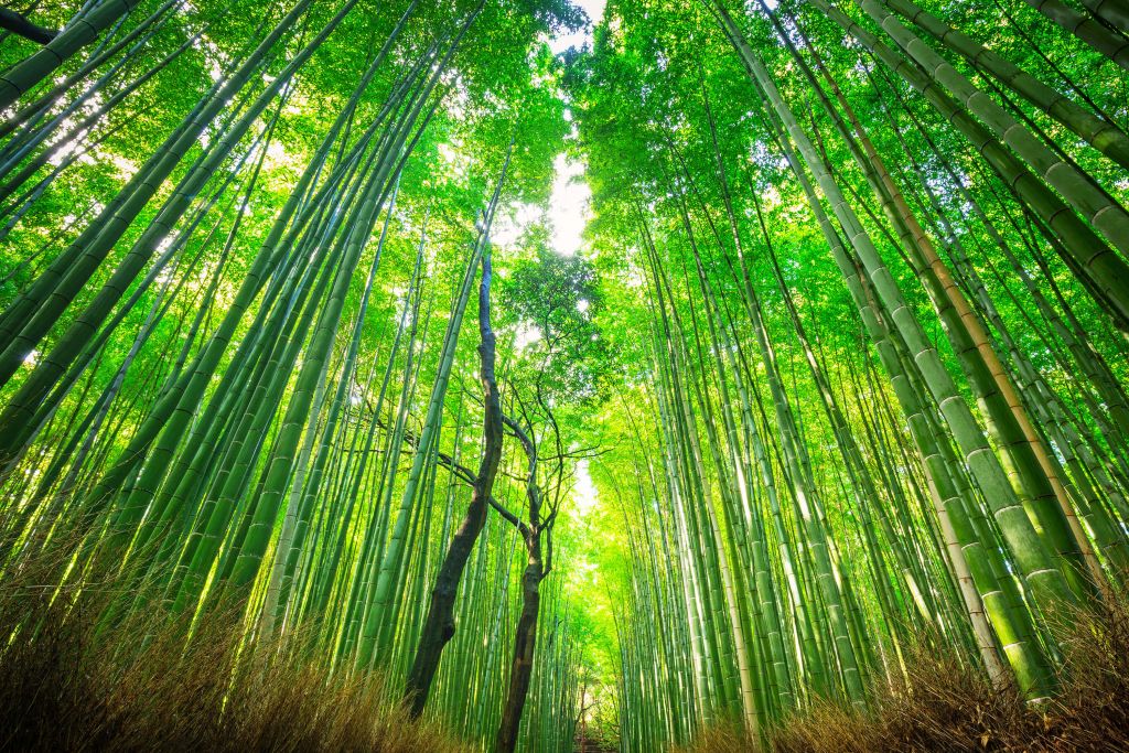 Bambuskog i Arashiyama