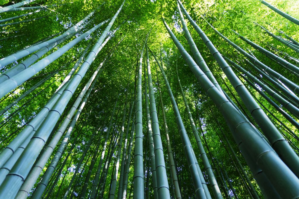 Bambuskog i Kyoto