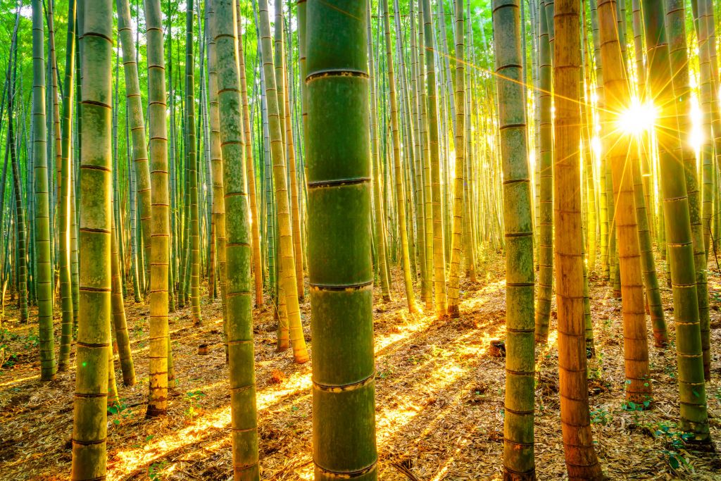 Bambuskog i soluppgång