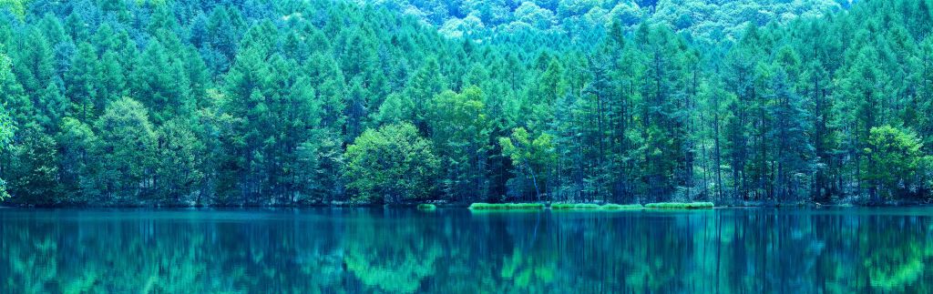 Sø i grøn skov