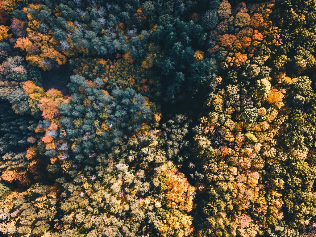 Skogen från ovan